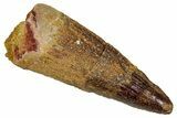 Juvenile Fossil Spinosaurus Tooth - Real Dinosaur Tooth #348714-1